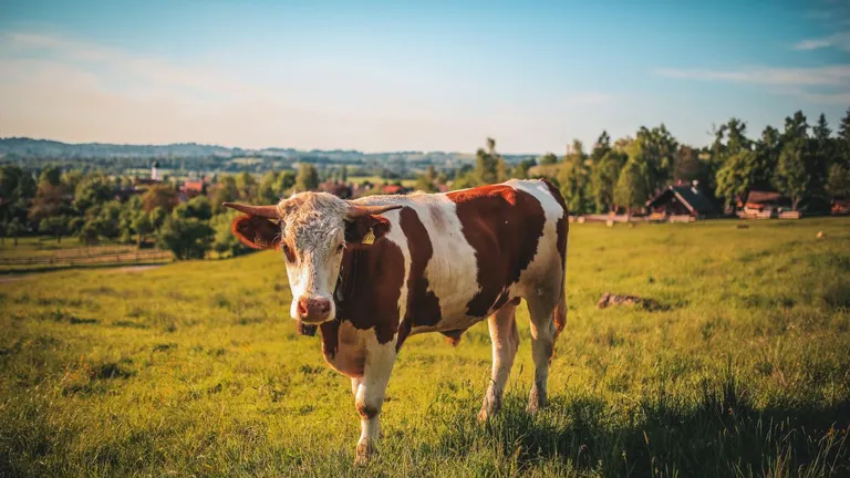Ajutor de stat pentru crescătorii de vaci și bivolițe de peste 6,2 milioane euro. „Fermierii care activează în acest domeniu în România se confruntă cu probleme majore din cauza creșterii bruște și necontrolate a prețurilor”