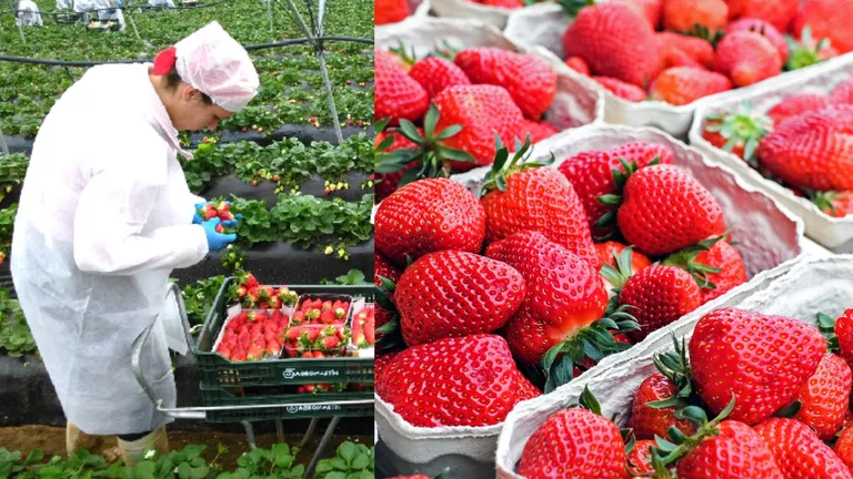 Lege nouă adoptată de Senat. Producătorii de căpșune vor primi ajutor de la stat în valoare de 10.000 lei/ha