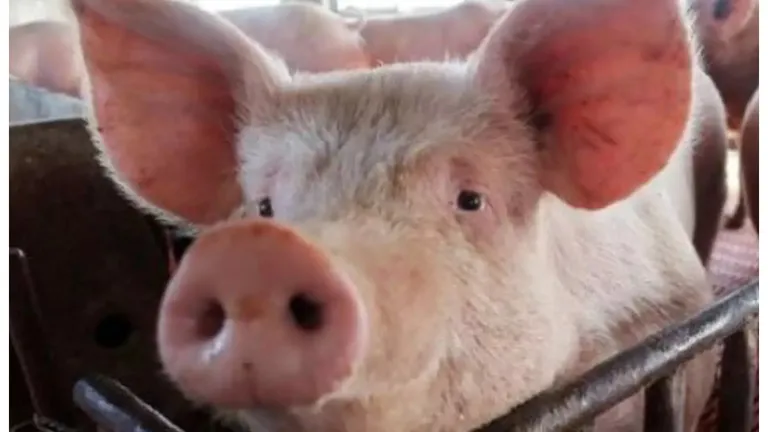 Amendă usturătoare pentru un român care creștea porci în gospodărie pentru Crăciun