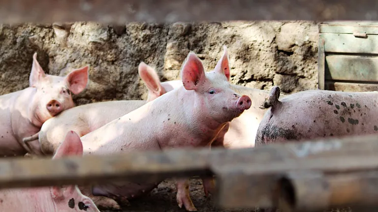 Reguli noi pentru crescătorii de porci. Ce trebuie să știi dacă ai un astfel de animal în gospodărie chiar pe final de 2023