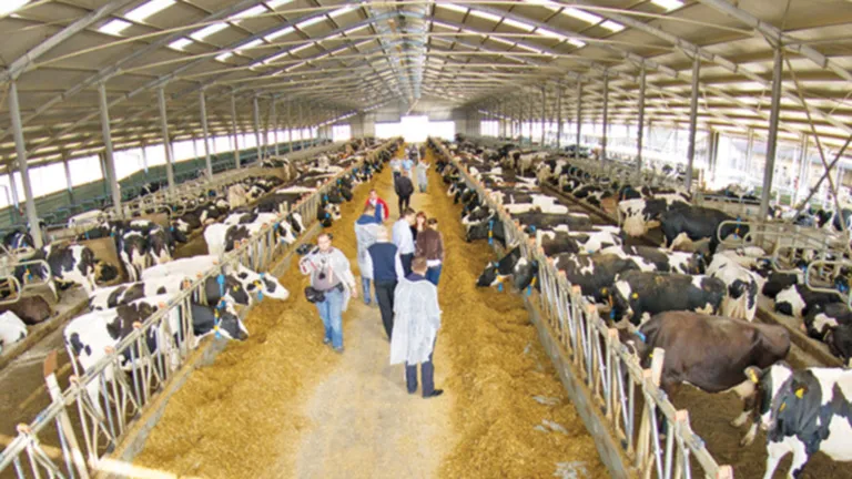 La cât a ajuns prețul laptelui la poarta fermei. Fermierii sunt disperați: S-a dorit distrugerea agriculturii din România. Bovina și laptele românesc vor rămâne istorie