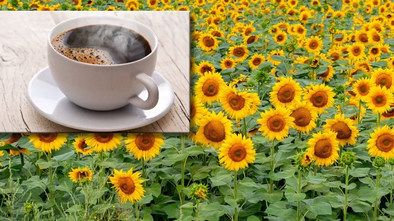 Cafeaua din curmale și floarea soarelui, o investiție de milioane de dolari! Să fie acesta noul trend în materie de cafea?
