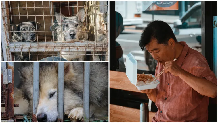Legea care interzice carnea de câine, aprobată de parlamentul Coreei de Sud. Ce pedeapsă riscă cei care sacrifică patrupedele 