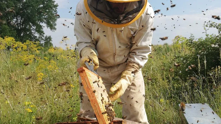 Ajutor de la stat pentru sectorul apicol. Guvernul a aprobat un sprijin de aproape 60 de milioane de lei