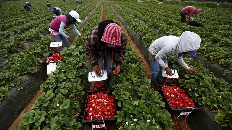 Vești extraordinare pentru culegătorii de căpșuni. Salariile din România au crescut enorm, sunt la fel ca cele din străinătate