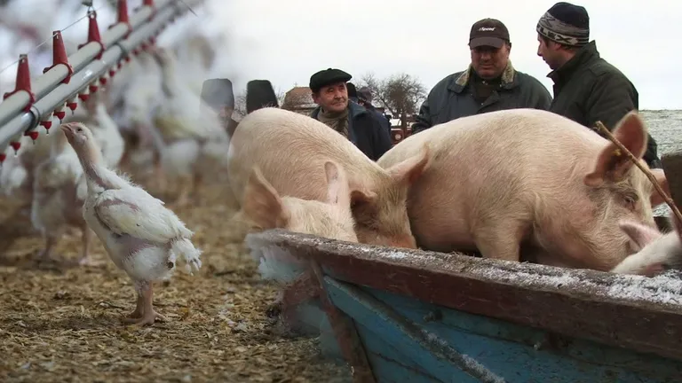 Pesta porcină și gripa aviară au anulat comerțul cu animale. Oborul s-a mutat pe OLX și pe Facebook