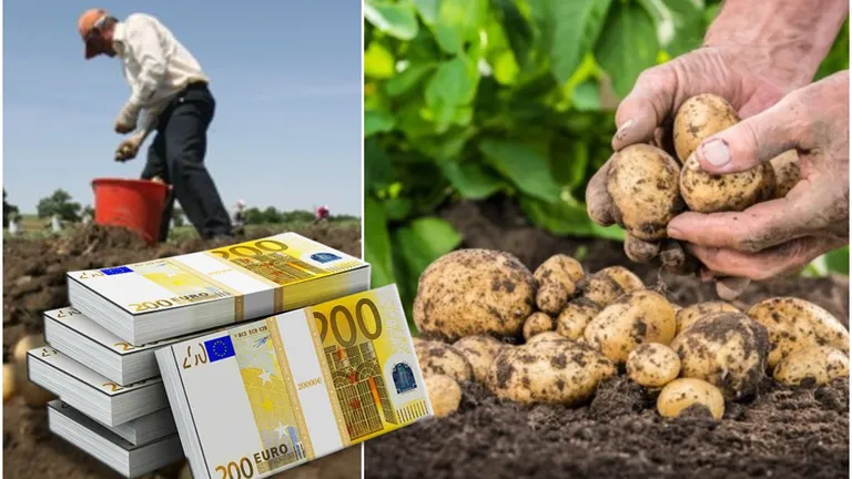 Ajutor de minimum 200 de euro pentru producătorii de cartofi pentru consum. Care sunt condițiile pentru a lua banii de la stat