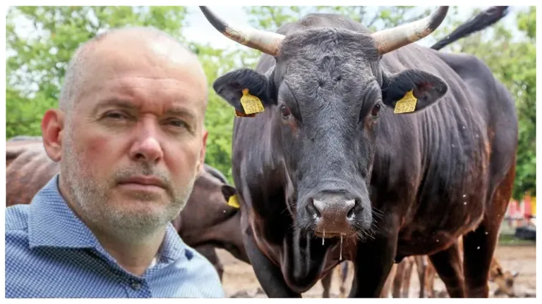 Afacerea cu care un bărbat din Timiș a dat lovitura! A investit 10 milioane de euro în vacile din rasa Wagyu, iar acum vinde un kilogram de carne cu 1.000 lei