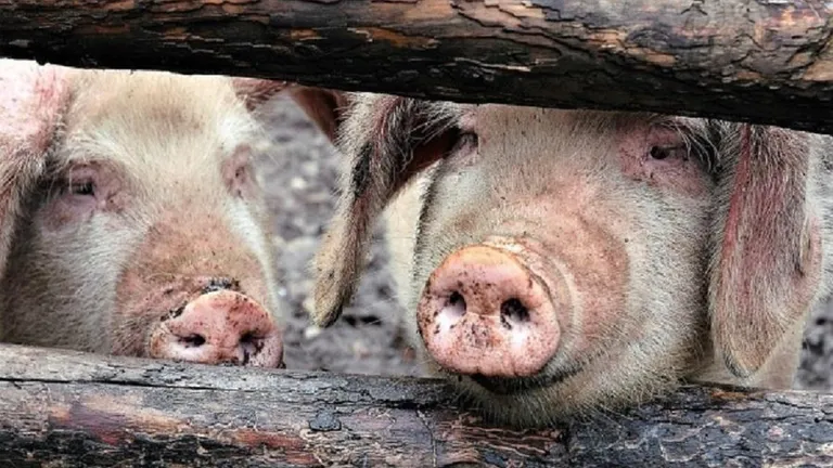 Locuitorii mai multor comune din România nu mai au voie să taie porcii în gospodărie