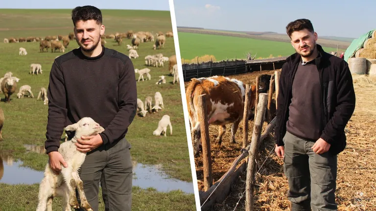 Pericle Sălceanu e student bursier, dar se implică activ la munca de la ferma de 3.000 de oi a familiei