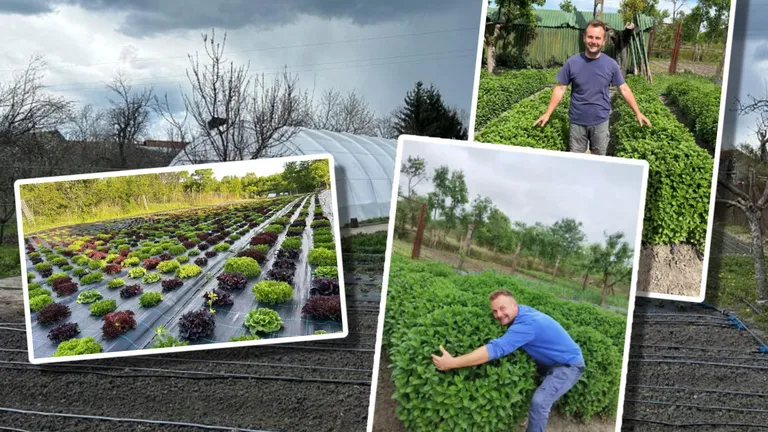 Povestea de succes a unui afacerist român. Face bani în patru luni cât pentru tot anul din cultivarea de plante aromatice