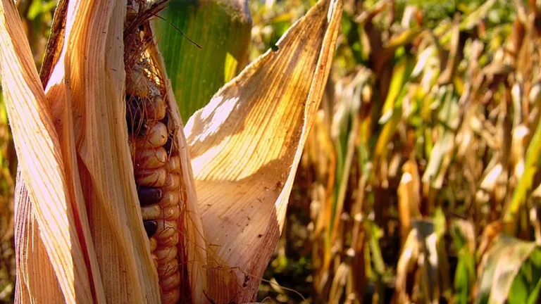 România este în flăcări! Canicula distruge agricultura și fermierii: „Este cea mai gravă criză de până acum“