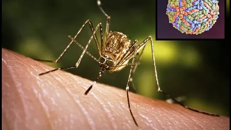 Virusul West Nile cuprinde Bucureștiul. Recomandări urgente pentru populație