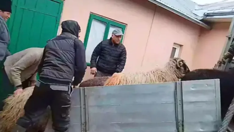 Avertisment ANSVSA pentru şoferi, se confiscă tot şi se dau amenzi uriaşe. Hârtia obligatorie dacă ai plecat la drum cu animale