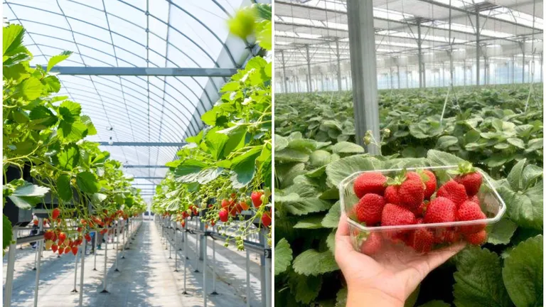 Fermierii români au dat lovitura în 2024! Noua afacere de succes care le-a schimbat viața cultivatorilor. Profituri de zeci de milioane de euro