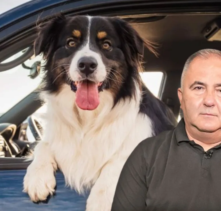 Greșeala pe care șoferii o fac atunci când își plimbă câinele cu mașina. Titi Aur: „El se bucură, dar pe urmă suferă”