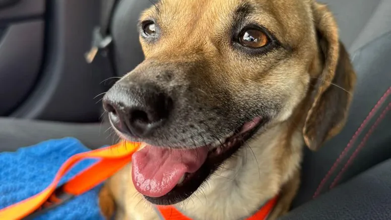 Patrocle se întoarce acasă! Cel mai căutat câine din țară a fost găsit și va ajunge din nou în brațele stăpânilor săi
