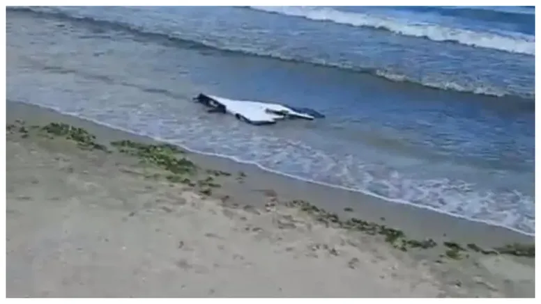 Dronă găsită joi pe o plajă din Corbu. Turiștii care se plimbau în zonă au alertat autoritățile
