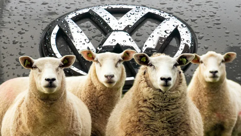 Povestea celor 100 de oi „angajate” de Volkswagen. Rolul important pe care îl au ovinele în cadrul companiei