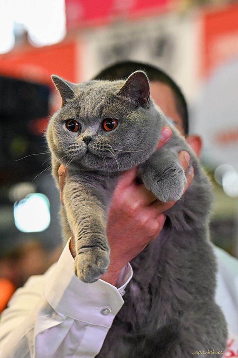 Bucovina Kira Kiralina