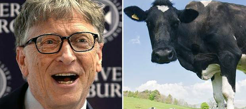 Un start-up finanțat de Bill Gates vrea să modifice hrana vacilor,