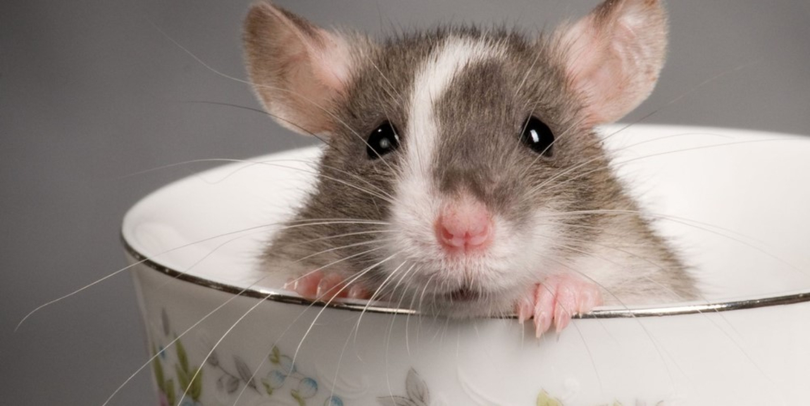 O descoperire inedită! Șoarecii ar putea fi mult mai importanți decât ți-ai fi imaginat! În stomacul lor s-a găsit bacteria care poate descompune nicotina!