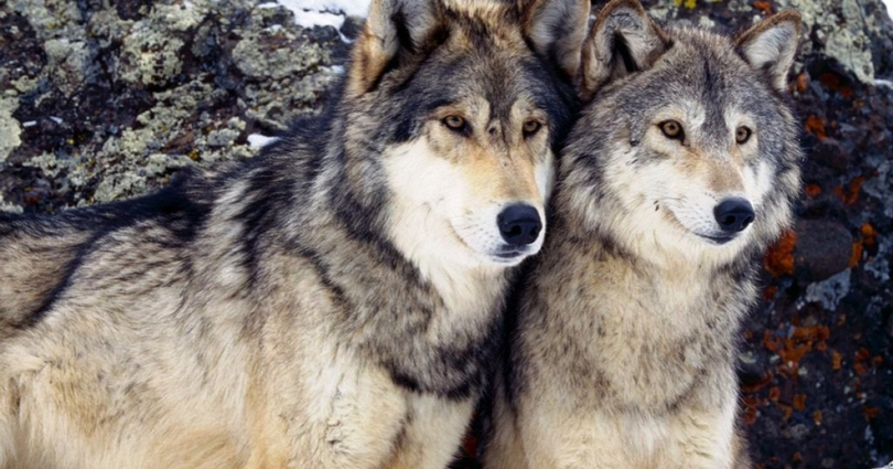 Parcul Național Munții Măcinului va fi din nou populat de lupi! Zonele strict protejate se vor dubla