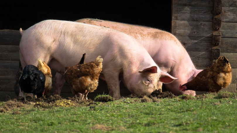Reguli noi pentru crescătorii de porci