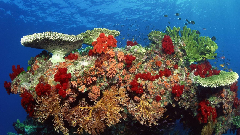 Recifurile de corali sunt în MARE pericol! Jumătate dintre coralii lumii vor fi afectați până în 2035.
