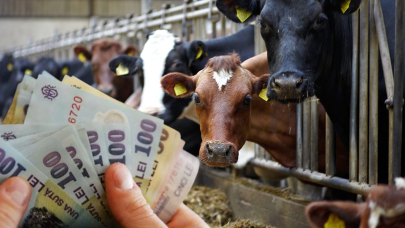 bani pentru crescătorii de vaci