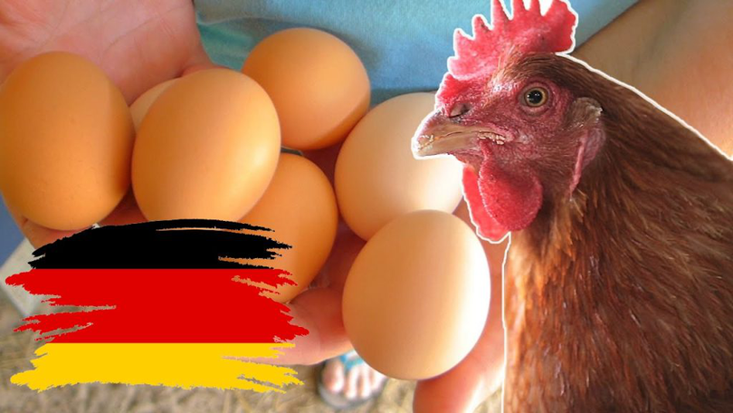 Costurile mari de producție i-au lăsat pe nemți fără ouă