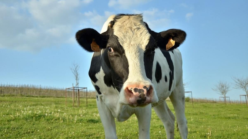 Prețul laptelui în 2023 este o enigmă! Președintele Cooperativei Agricole Transilvania: „Eu la ora actuală nu pot să dau un preț pentru la anul”