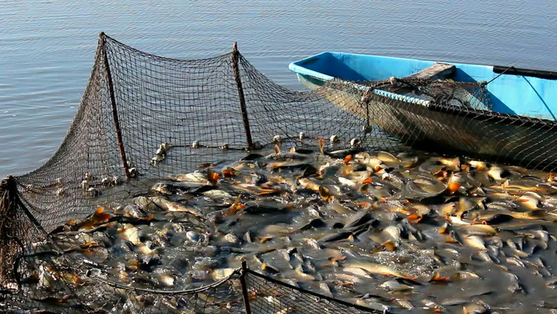 Sectorul de acvacultură se confruntă o serie de turbulențe, consideră ministrul Agriculturii, Petre Daea