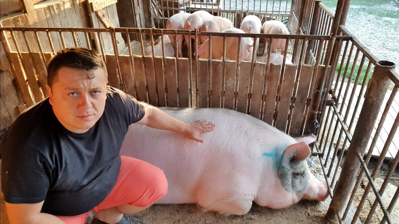 Ar putea fi sacrificat de Crăciun! Cel mai mare porc din România, Jardel, e de vânzare pentru 20.000 de lei
