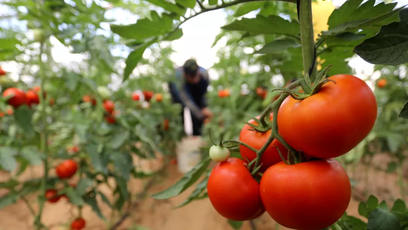 Ajutor pentru legumicultori - "Programul Tomata"/ sursa foto: fanatik.ro