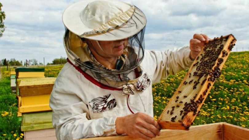 sprijin MADR pentru apicultori