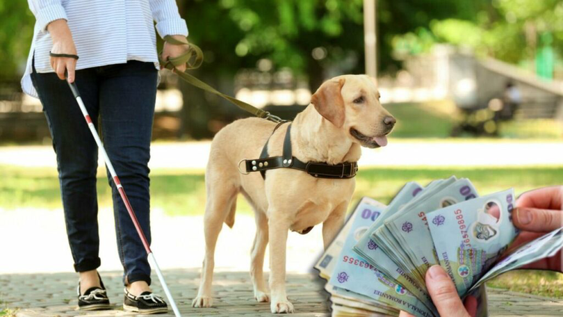 câini ghid pentru persoanele cu dezabilități