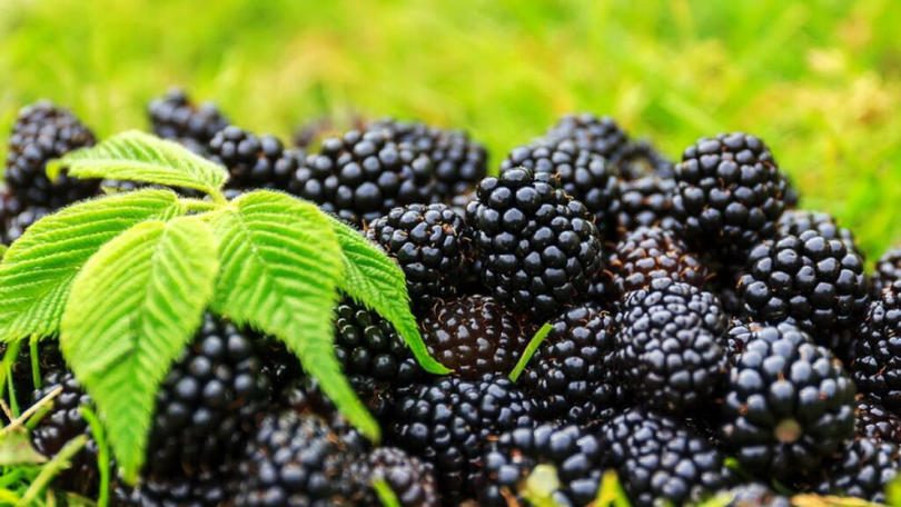 Bear`s Berries – afacerea lui Daniel și Claudia