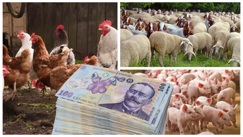 Animalul românesc cu care fermierii au dat lovitura la export