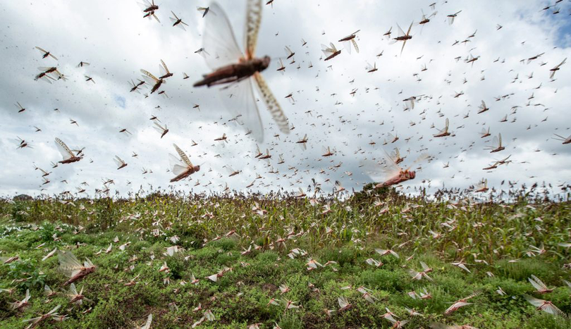Fermierii europeni încep să se teamă de răspândirea lăcustelor