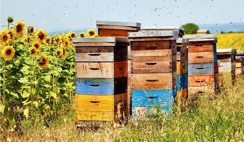 apicultura, domeniul care a ridicat România pe locul I în UE