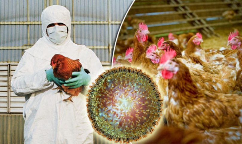 Gripă aviară, focare în Franţa