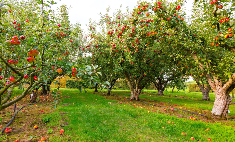 Prețul fructelor explodează! Mici fermieri au costuri de producție enorme! Pot atinge și 40.000 de euro pe hectar!„Din fermă, merele noastre pleacă cu 1-1,5 lei pe kilogram”