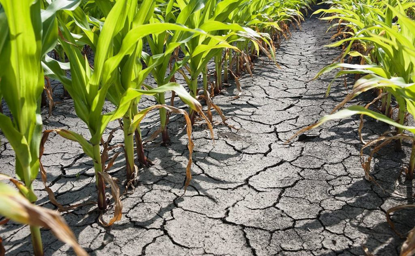 Seceta a produs pagube importante în agricultură