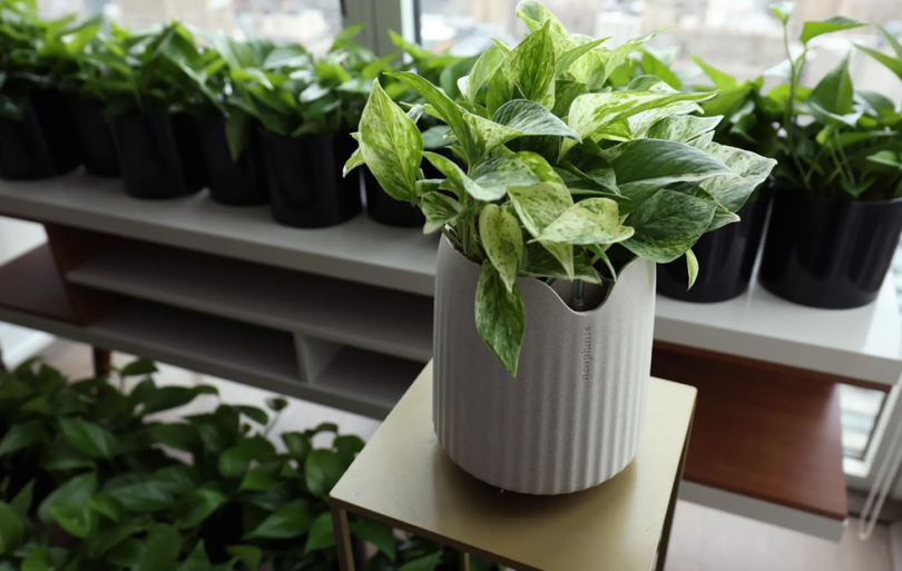 Planta creată cu ajutorul bioingineriei care ar putea falimenta o întreagă industrie