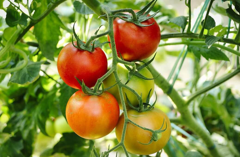 Veste bună pentru legumicultori! În 2023 vor putea beneficia de un ajutor de minimis de 3000 de euro pentru cultivarea tomatelor în spații protejate!