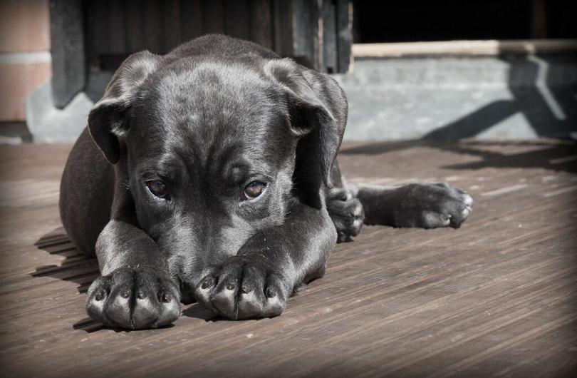 Amenzi colosale pentru proprietarii de animale