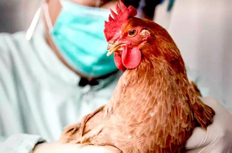 Gripa aviară îi bagă în sperieți pe crescătorii de păsări! Vor vaccinare la nivel european