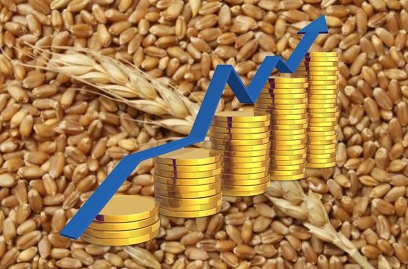 Preţurile grâului, în creştere