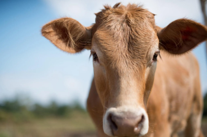 APIA a inițiat distribuirea avansurilor pentru bovine, ovine și caprine